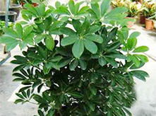 鴨腳木養(yǎng)護(hù)