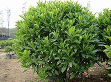 非洲茉莉養(yǎng)護(hù)