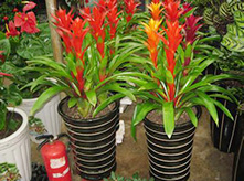 室內(nèi)植物花卉鳳梨