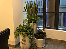 組合花卉景觀(guān)